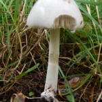 Destroying Angel, Amanita virosa