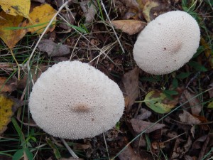 Large, handsomely patterned Puffballs