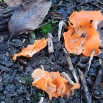 Orange Peel Fungus Aleuria aurantia