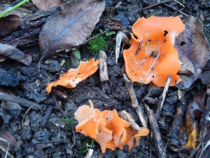 Orange Peel Fungus Aleuria aurantia