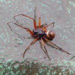 Noble false widow spider, Steatoda nobilis on Henry Moore statue