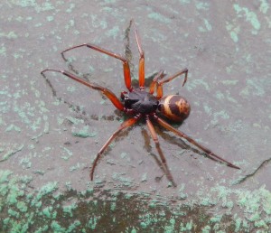 perhaps Noble false widow spider, Steatoda nobilis on Henry Moore statue