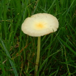 Coprinus auricomus