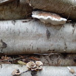 Birch Log fungi