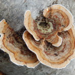 Turkeytail, Trametes versicolor (aka Coriolis versicolor)