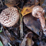 A Dapperling, prob. Lepiota hystrix