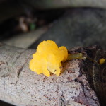 Tremella mesenterica, a gelatinous Heterobasidiomycete