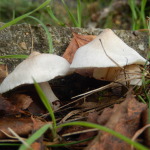 Pale Brittlestem, Psathyrella candolleana