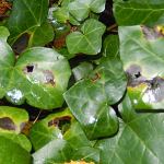 Phoma hedericola on ivy