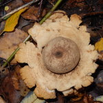 Collared Earthstar Geastrum triplex