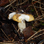 A yellow Russula, perhaps R. claroflava (Yellow Swamp Brittlegill)