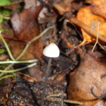 A Bonnet, Mycena sp.