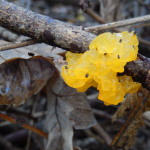 Yellow Brain, Tremella mesenterica