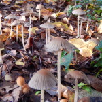 Coprinus cf impatiens on woodchip