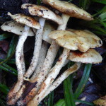 Sticky Scalycap, Pholiota gummosa on 19 November