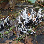 Stagshorn Fungus, Xylaria hypoxylon