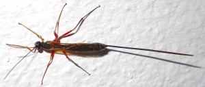 2.3 Ichneumon Fly. Ian Alexander