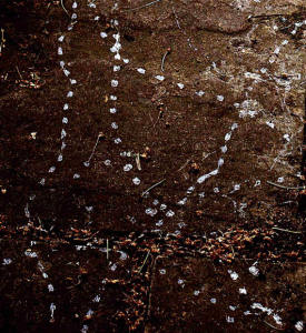 2.3 Snail Tracks. Ian Alexander