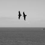 3.10 Ravens in Pembrokeshire. Ian Alexander