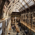 3.5 Oxford University Museum of Natural History. Ian Alexander