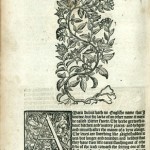 (2.2) Bittersweet (Amara dulcis) from William Turner's New Herball (1551-1568)