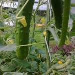 Findhorn Garden: vegetables in the greenhouse at Cullerne House