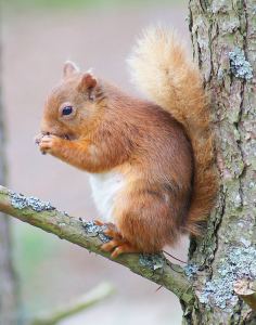 Red Squirrel