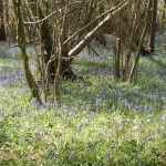 (2.6) Bluebell woods in a 'neatly laid out English countryside'