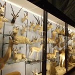 Antelopes in Walter Rothschild's Museum, Tring. Ian Alexander