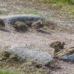 (3.14) Ptarmigan and her chicks on Cairngorm. Ian Alexander