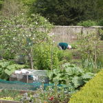 Allotments in Lacock