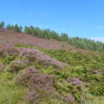 Young Scots Pines at RSPB Corrimony, planted by Alan Watson Featherstone's Trees for Life