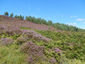 Young Scots Pines at RSPB Corrimony, planted by Alan Watson Featherstone's Trees for Life