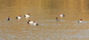 Pochard, here for the winter