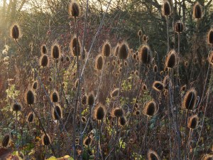 Backlit Teasels