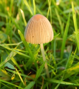 Pleated Inkcap, Coprinus plicatilis