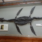 Plesiosaur (and Mary Anning), Natural History Museum