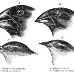 Darwin's finches. John Gould, 1845