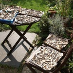 Drying Cepes for the winter