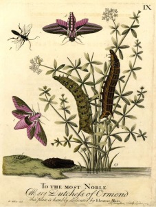 Eleazar Albin's Elephant Hawk-Moth