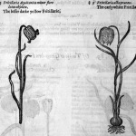 Fritillaries in John Gerard's 1633 Herball