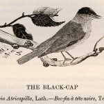 British Birds: Thomas Bewick's Black-Cap