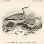Yarrell's Cream-Coloured Courser, 1848