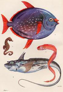 One of Alister Hardy's paintings of his beloved fish