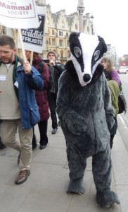 Badger on the March