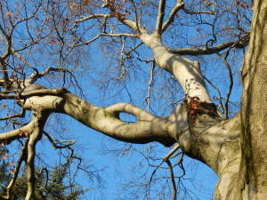 Natural graft in Beech, Gunnersbury Park