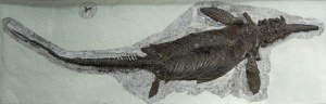 (3.3) Ichthyosaurus communis