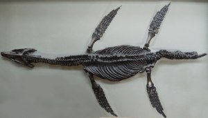 (3.3) Plesiosaur, Rhomaleosaurus cramptoni 