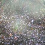 Backlit twigs glistening in winter sun