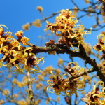  Witch Hazel Hamamelis x intermedia